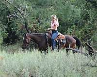 beginner-quarter-horse