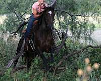 experienced-quarter-horse