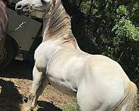 project-draft-pony