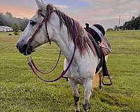pony-gelding