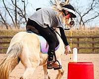 pony-for-sale