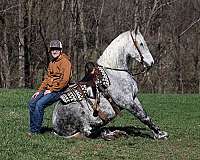 palomino-none-horse