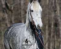 beginner-safe-quarter-horse