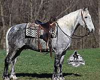 family-horse-quarter