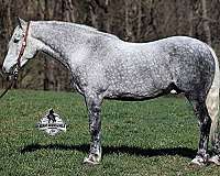 quarter-horse