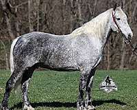 ranch-work-quarter-horse
