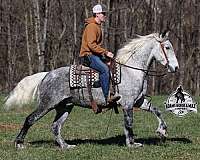 trail-quarter-horse