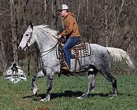 all-around-quarter-horse