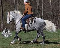 athletic-quarter-horse