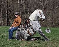 experienced-quarter-horse
