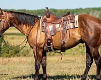 smokey-black-reined-cow-horse