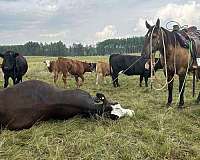 smokey-black-team-roping-horse