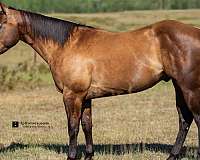 smokey-black-trail-class-competition-horse