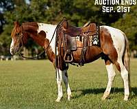 horse-care