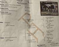 horse-care-mare