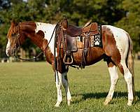 pleasing-mare