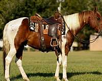 rey-mare
