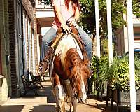 all-around-quarter-horse