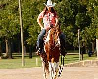 all-quarter-horse