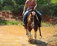 and-willing-quarter-horse