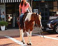aqha-quarter-horse