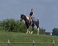 paint-horse