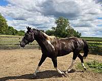 black-overo-paint-horse