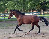 working-equitation-yearling