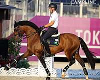 apsl-fei-stallion