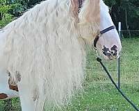 baths-gypsy-vanner-horse