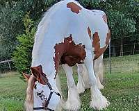 black-gypsy-vanner-horse
