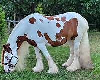 broke-gypsy-vanner-horse