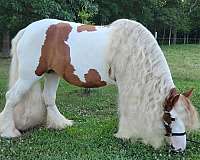 broodmare-gypsy-vanner-horse