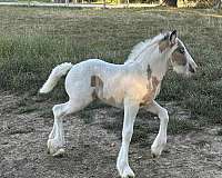 tobiano-horse