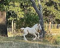 buck-gypsy-vanner-horse