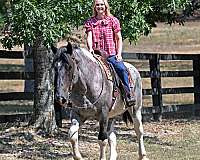 gelding-draft-horse