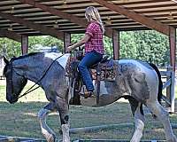 all-around-draft-horse