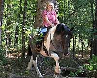 western-draft-horse