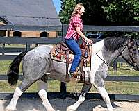 draft-cross-horse