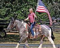 beginner-safe-draft-horse