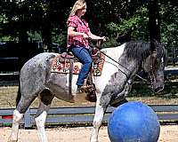 athletic-draft-horse