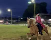 15-hand-racking-gelding