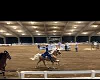 palomino-gelding-for-sale