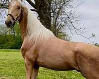 palomino-racking-gelding