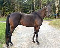 bay-standardbred-gelding