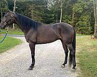 bay-gelding-for-sale