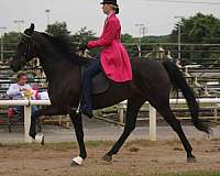 15-hand-standardbred-gelding