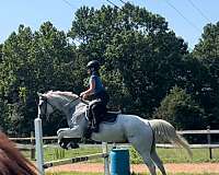 grey-none-horse