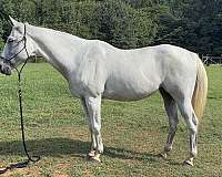 affordable-thoroughbred-horse