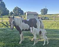all-around-miniature-horse